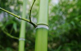 实心竹子品种有哪些