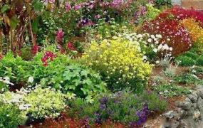 适合庭院种植的花卉有哪些