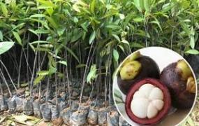 山竹种子怎么种植