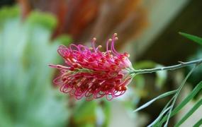 红花银桦的养殖方法