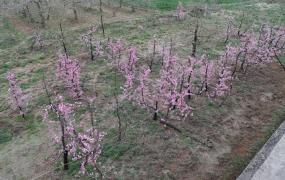 桃树能种在院子里吗