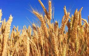 小麦和大麦的区别