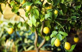 盆栽柠檬树怎么修剪