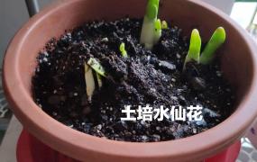 水仙花土中种植方法
