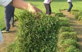 结缕草的种植方法