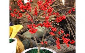 红果冬青盆栽怎么种植