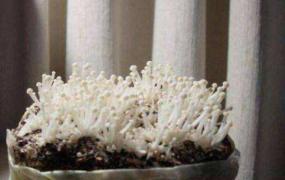 金针菇种植方法