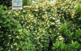 黄木香花的养殖方法