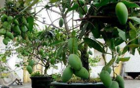 芒果树盆栽的养殖方法