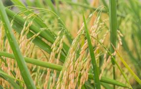 水稻是什么植物