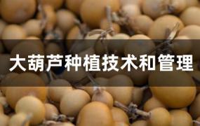 大葫芦种植技术和管理视频(大面积种植葫芦的技术与管理)
