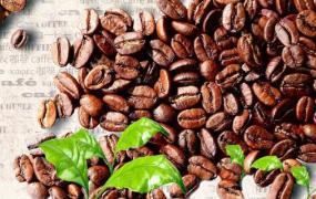 arabica咖啡是哪个国家的品牌(barista咖啡)
