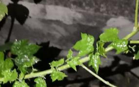垂花悬铃花繁殖方法(悬铃花是什么花序)