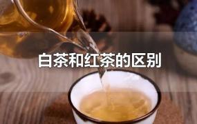 白茶和红茶的区别功效与作用(白茶和红茶的区别哪个更适合女性)