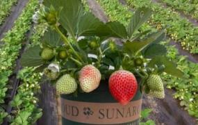 草莓的养殖方法和注意事项