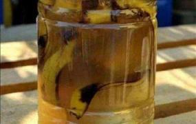 香蕉自制营养液