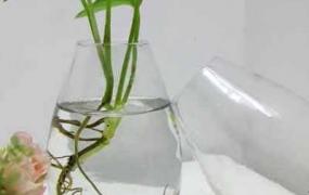水培绿萝营养液自制方法