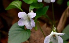 紫花堇菜的养殖方法