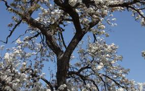 梨花木是什么树