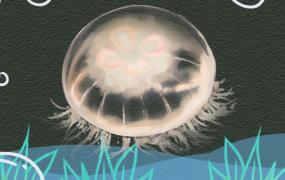海月水母怎么繁殖(海月水母能活多久)