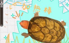 红面蛋龟最低温度(红面龟最低能忍受多低温度)