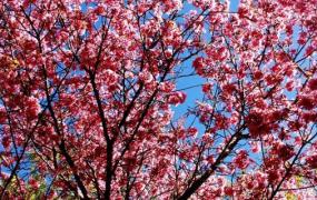 怎么区分樱桃树和樱花树(樱花跟樱桃树有什么区别)
