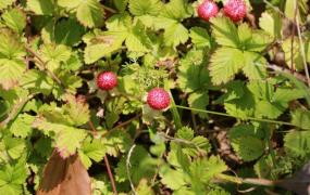 野草莓花和蛇莓的区别