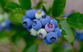 蓝莓怎么扦插繁殖
