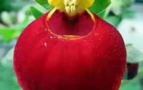 全球最罕见的奇花异草