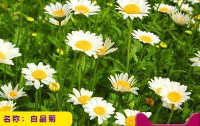 白晶菊的种植方法