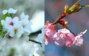 樱花和樱桃的区别