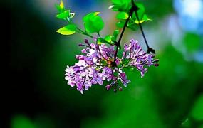 紫丁香是什么植物