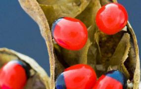 海红豆的繁殖方法