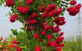 甜蜜红木香植物有毒吗