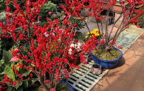 10种红火的观果植物