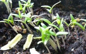 花椒籽怎么种发芽最快
