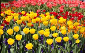 春季赏花应该注意什么