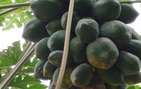 椰子树的果子叫什么