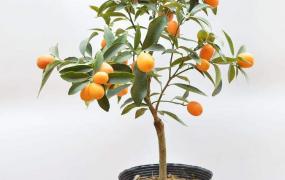 四季橘的养殖方法