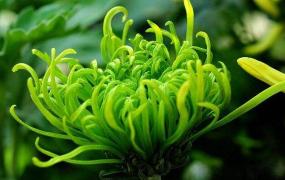 绿色菊花有哪些品种