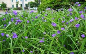 紫露草怎么移栽