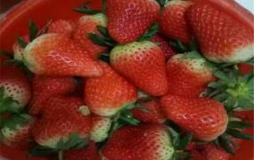 牛奶草莓怎么种