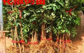 盆栽花椒树的种植方法