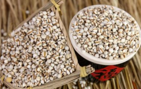 薏米的养殖方法和注意事项