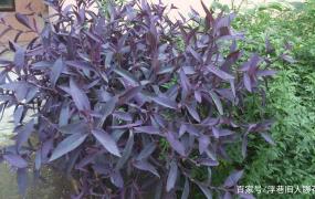 紫竹梅扦插后多久生根