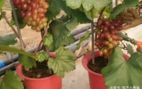 盆栽葡萄要施什么肥料