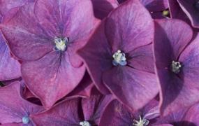 这些常见的紫色花卉