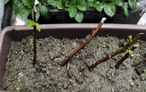 烟火树扦插繁殖方法