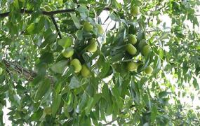 枣树怎么种植
