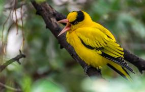 黄鹂鸟吃什么东西能变成红色(黄鹂鸟吃什么东西?)